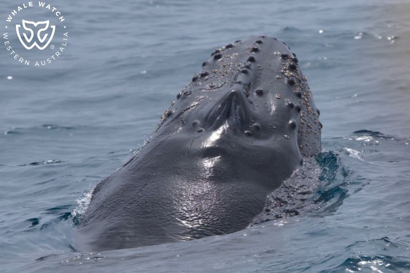 Whale Watch Western Australia