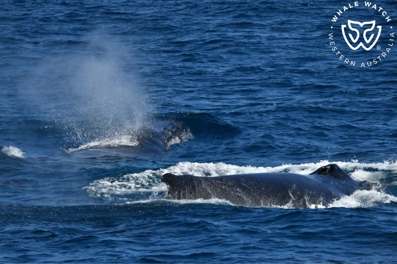 Whale Watch Western Australia