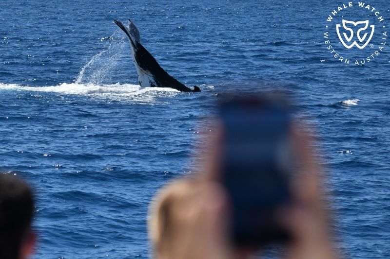 Whale Watch Western Australia