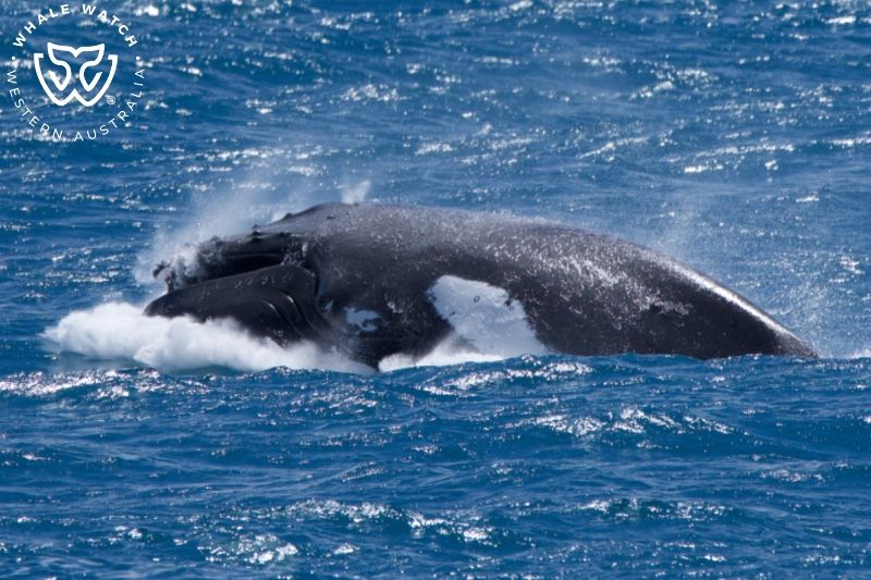 Whale Watch Western Australia