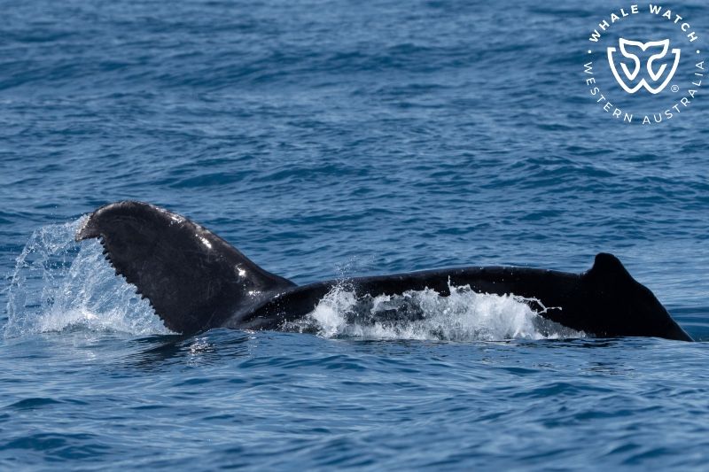 Whale Watch Western Australia