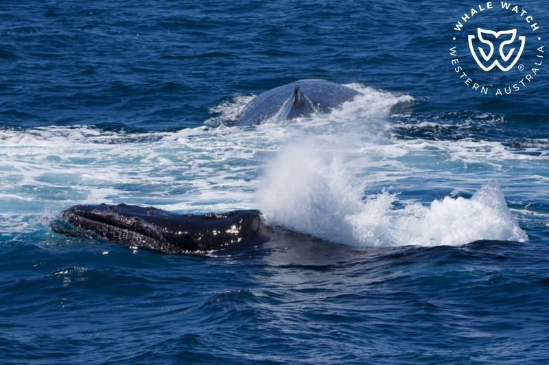Whale Watch Western Australia