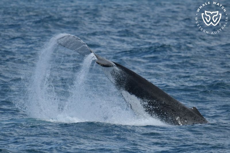 Whale Watch Western Australia