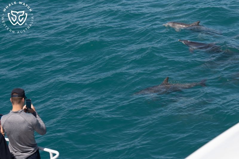 Whale Watch Western Australia