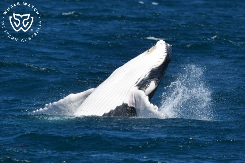 Whale Watch Western Australia