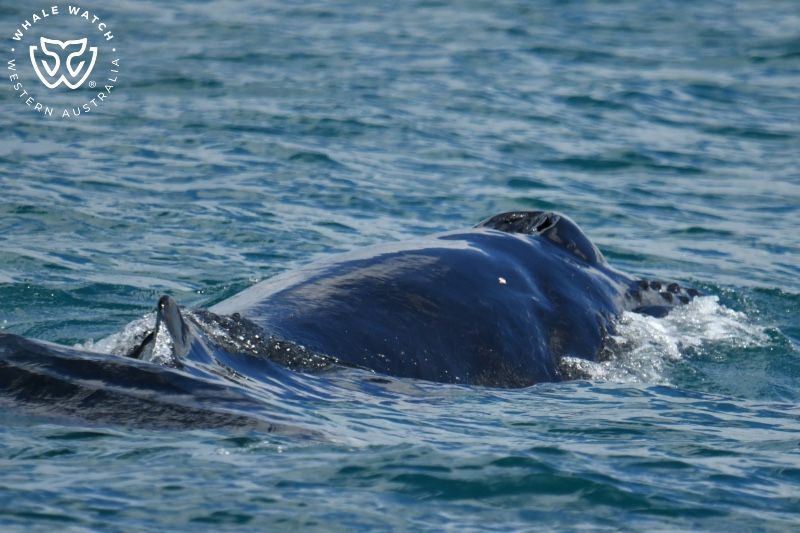 Whale Watch Western Australia