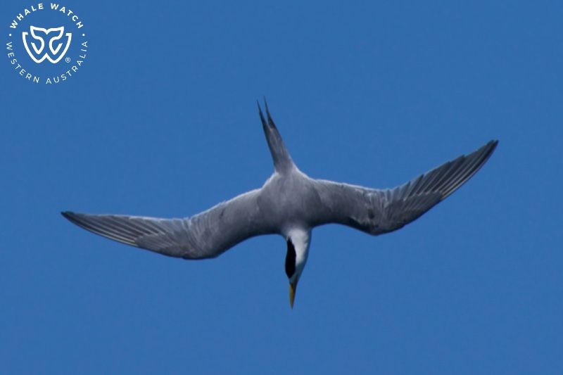 Whale Watch Western Australia