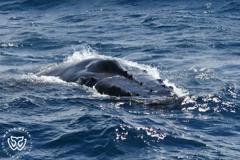 Whale Watch Western Australia
