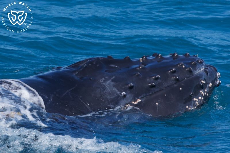 Whale Watch Western Australia