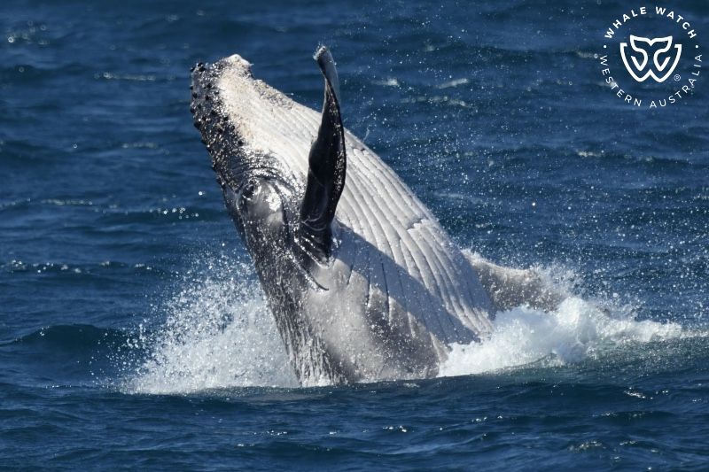 Whale Watch Western Australia