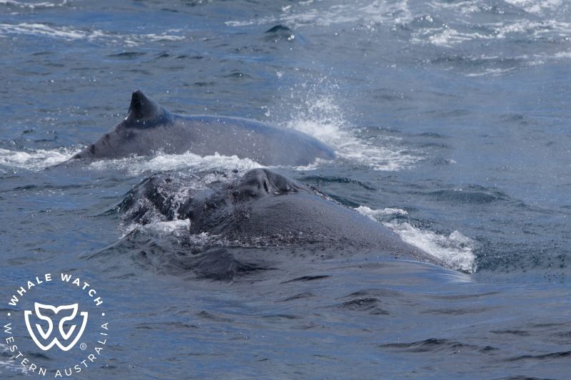 Whale Watch Western Australia
