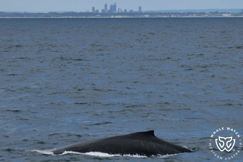 Whale Watch Western Australia