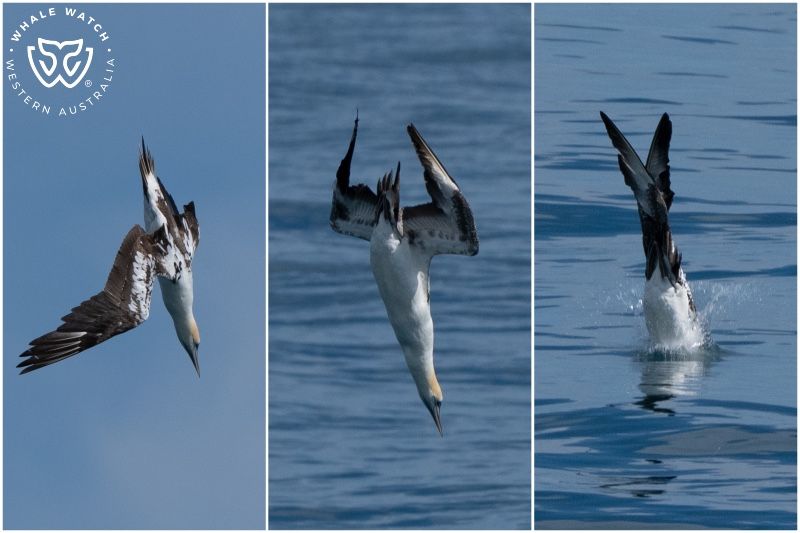 Whale Watch Western Australia