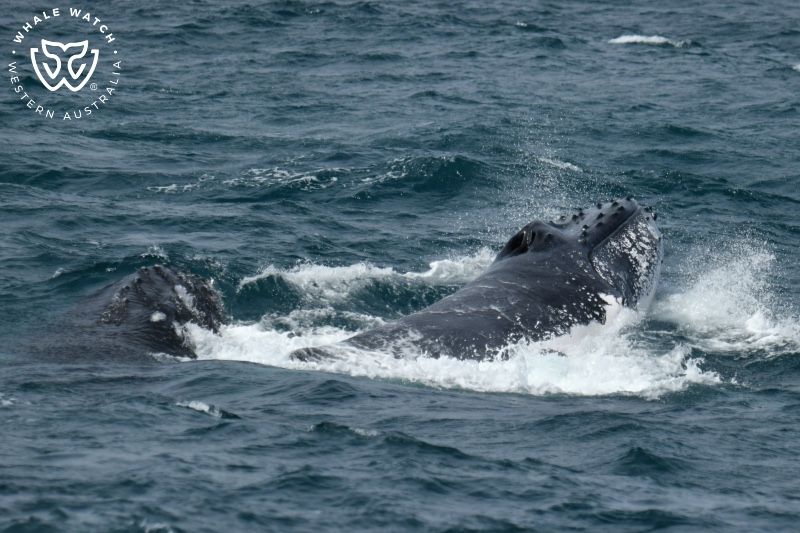 Whale Watch Western Australia