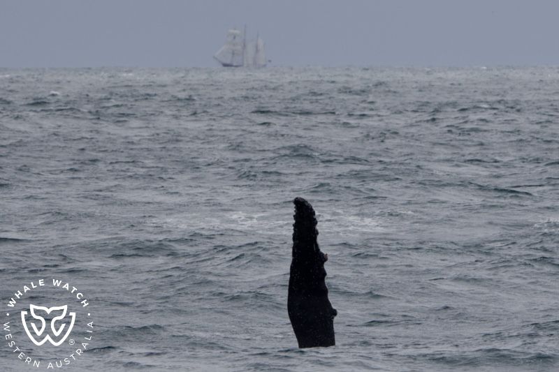 Whale Watch Western Australia