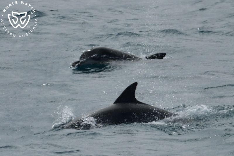 Whale Watch Western Australia