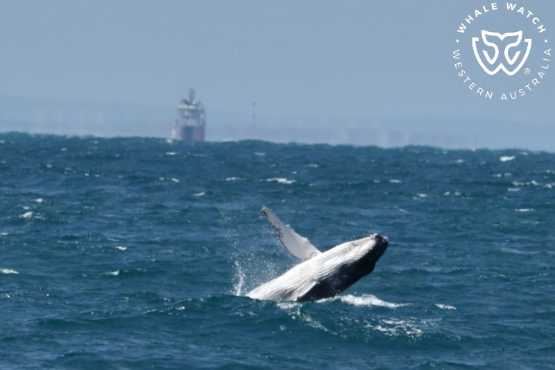 Whale Watch Western Australia
