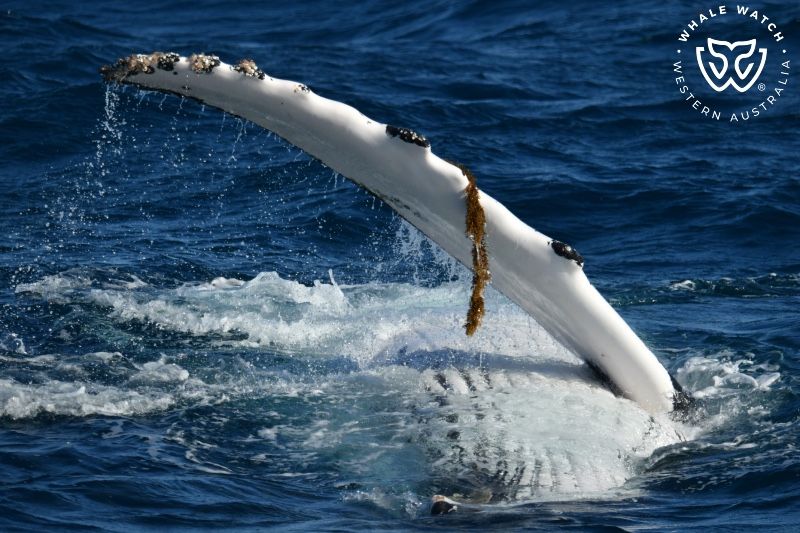 Whale Watch Western Australia