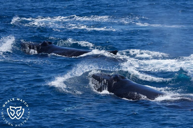 Whale Watch Western Australia