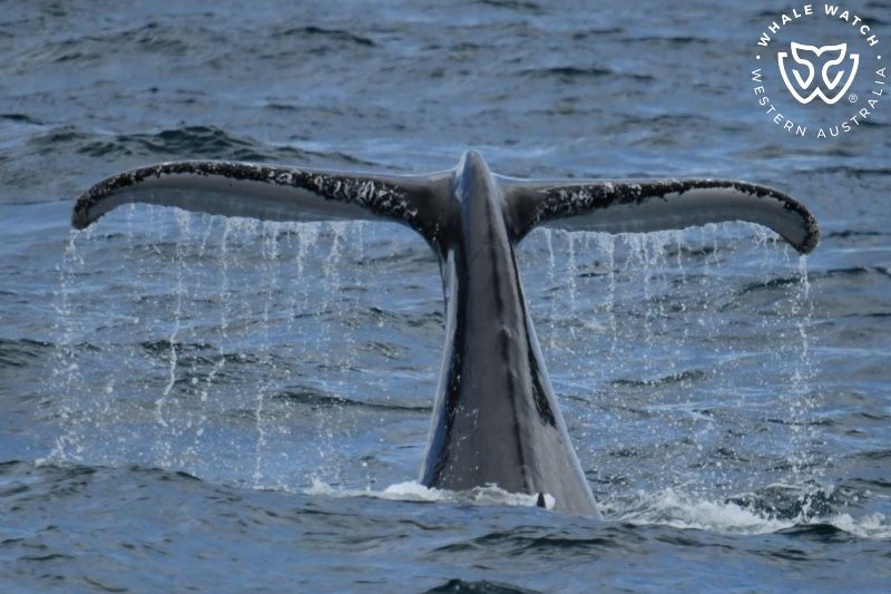 Whale Watch Western Australia