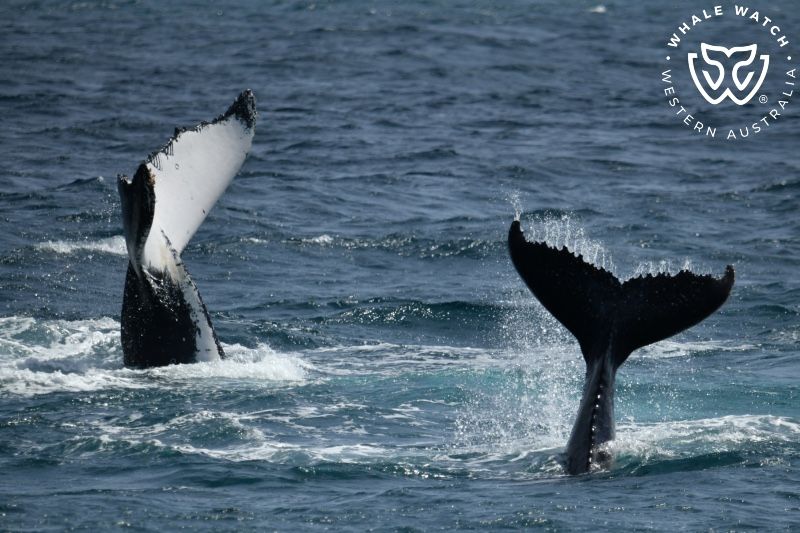 Whale Watch Western Australia