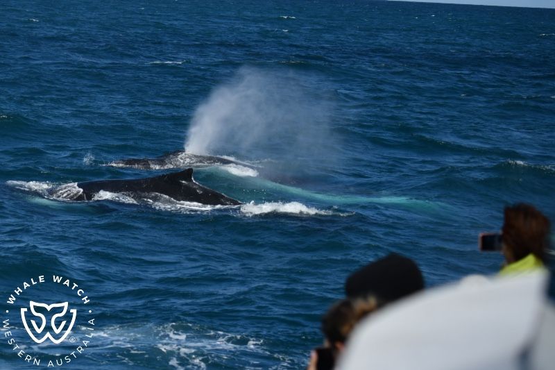 Whale Watch Western Australia