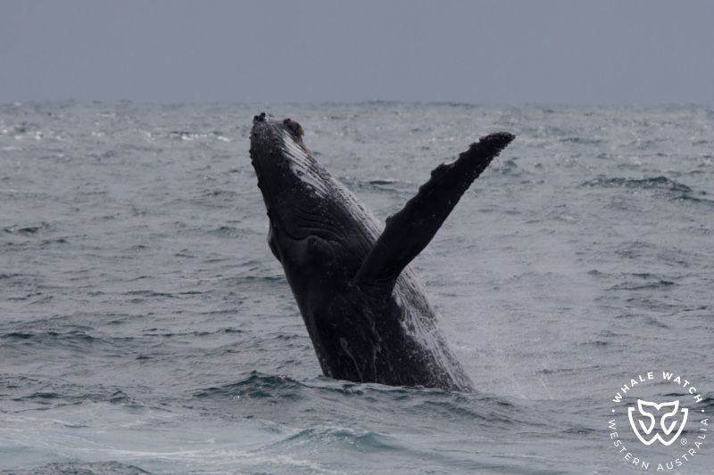 Whale Watch Western Australia