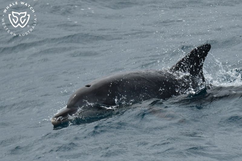 Whale Watch Western Australia
