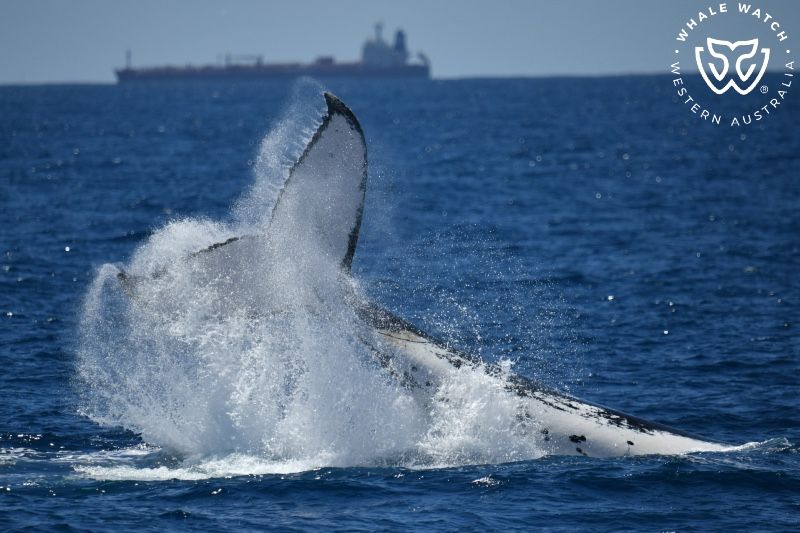 Whale Watch Western Australia