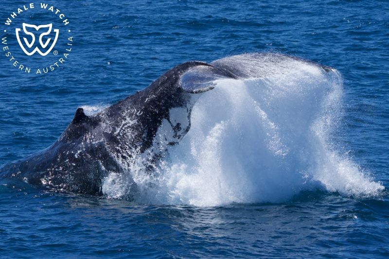 Whale Watch Western Australia