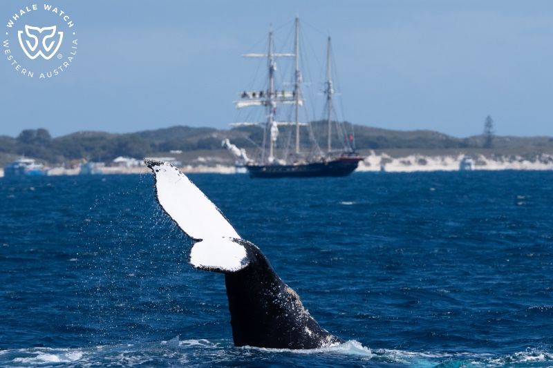 Whale Watch Western Australia