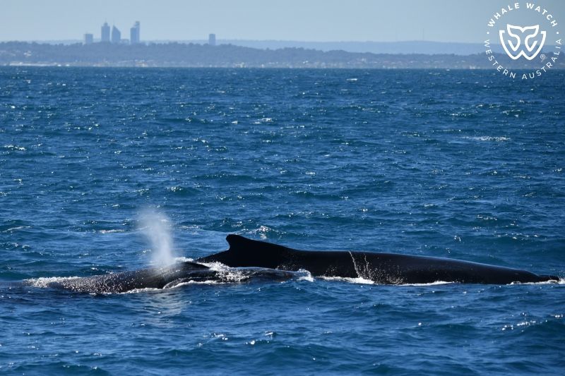 Whale Watch Western Australia