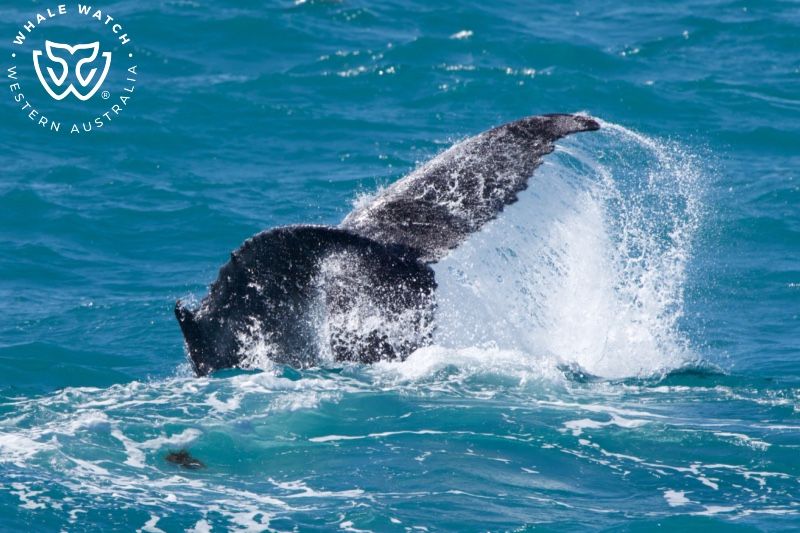 Whale Watch Western Australia