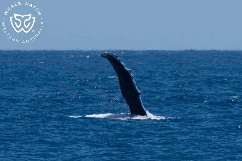 Whale Watch Western Australia