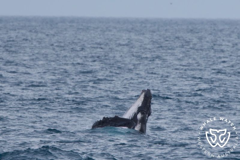 Whale Watch Western Australia