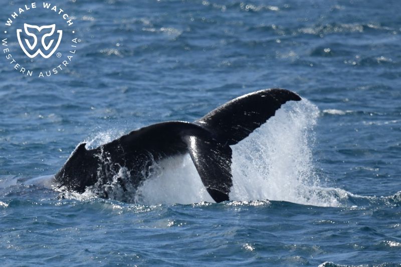 Whale Watch Western Australia