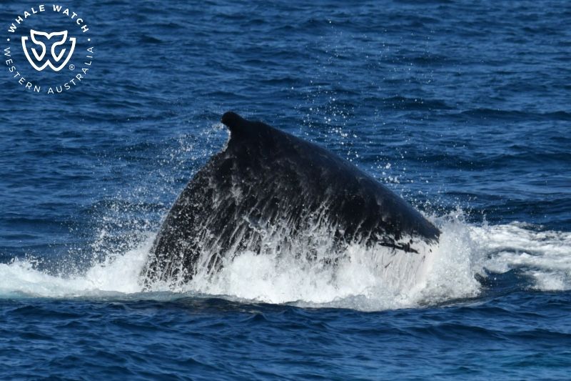 Whale Watch Western Australia