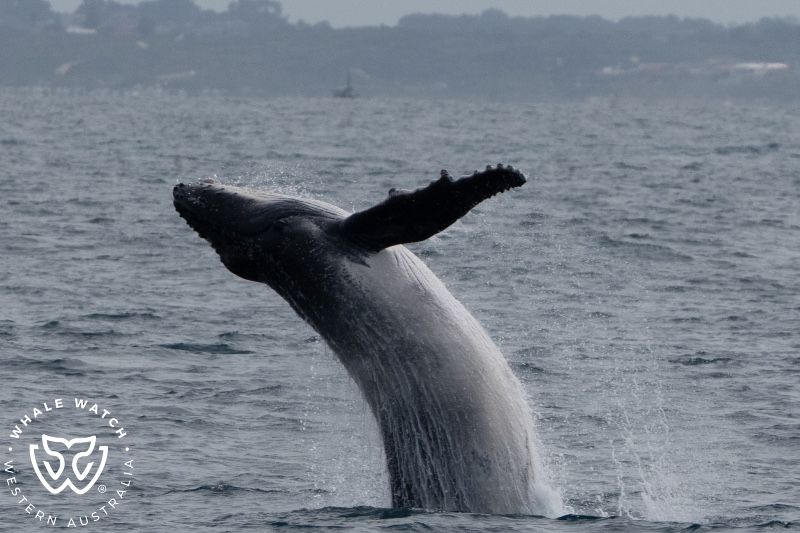 Whale Watch Western Australia