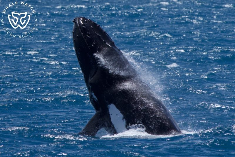 Whale Watch Western Australia