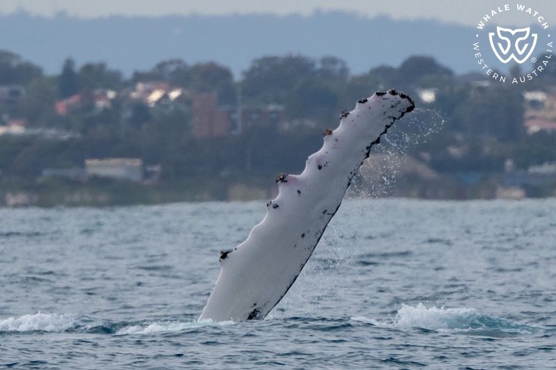 Whale Watch Western Australia