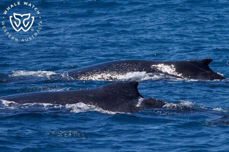 Whale Watch Western Australia