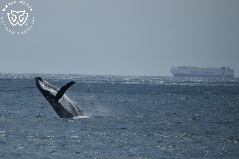 Whale Watch Western Australia
