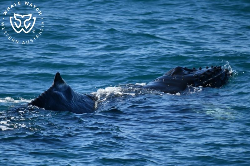 Whale Watch Western Australia