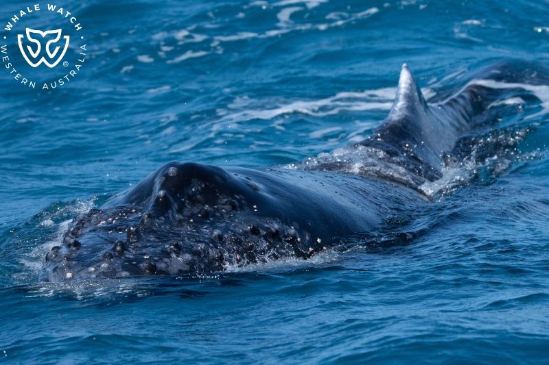 Whale Watch Western Australia