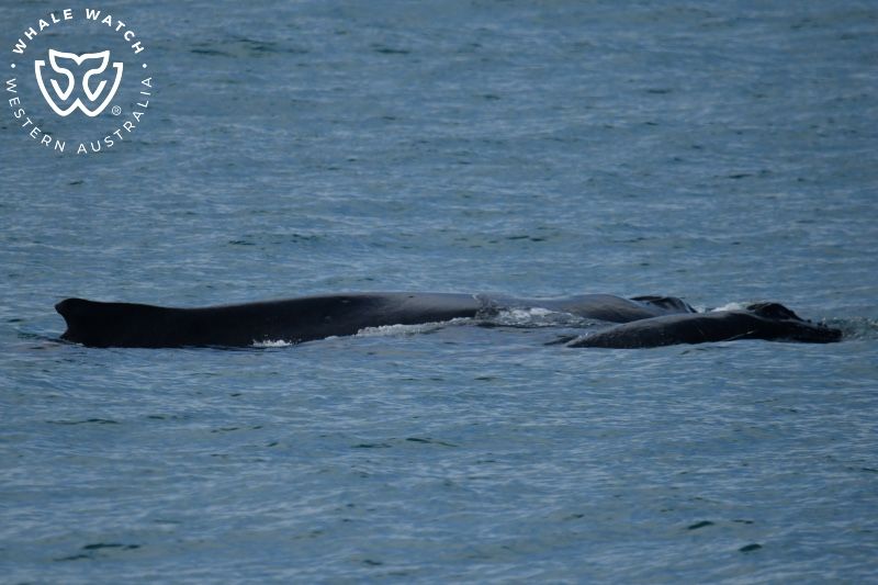 Whale Watch Western Australia