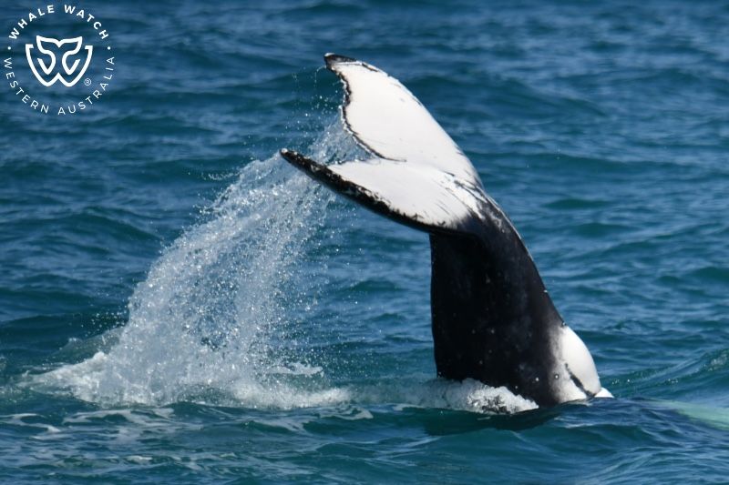 Whale Watch Western Australia