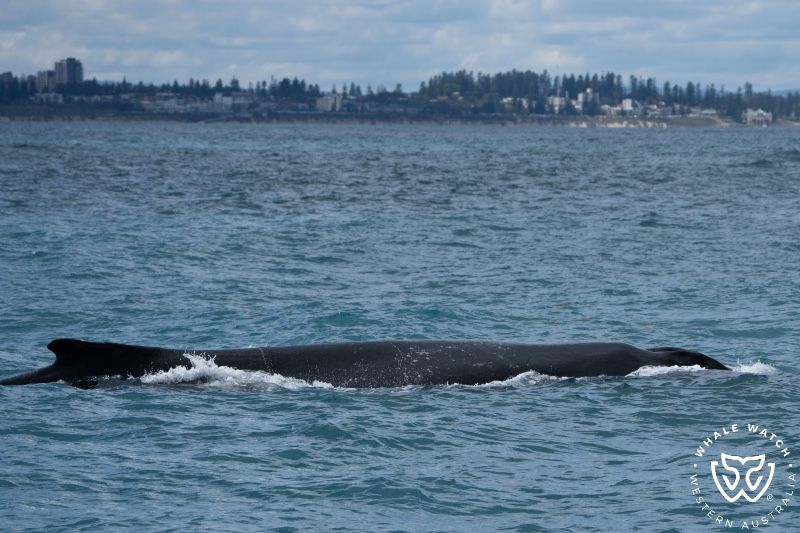 Whale Watch Western Australia