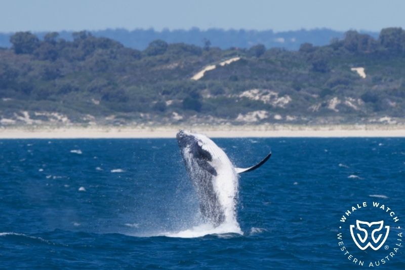 Whale Watch Western Australia