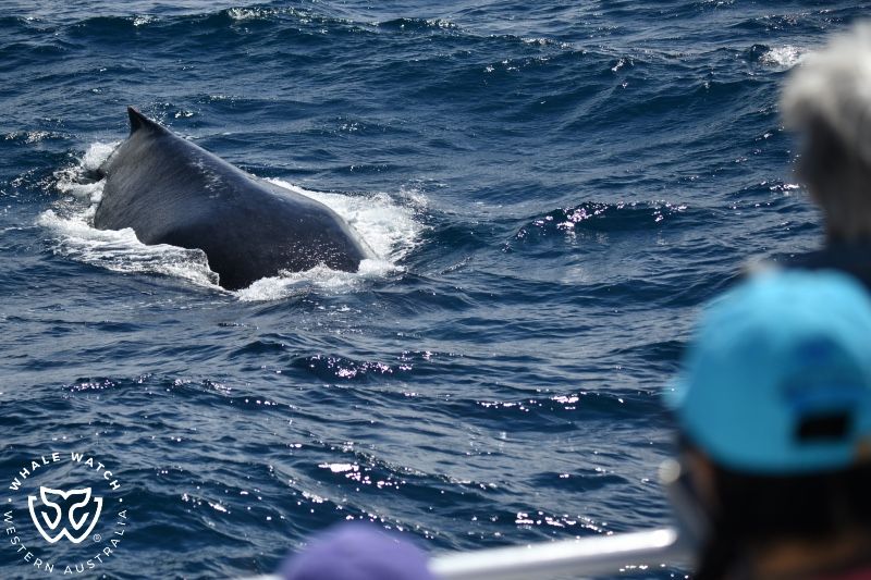 Whale Watch Western Australia