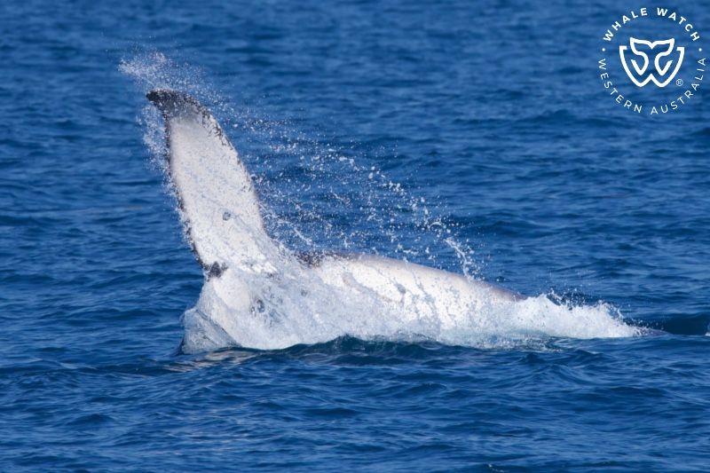 Whale Watch Western Australia